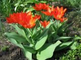 Tulipa praestans