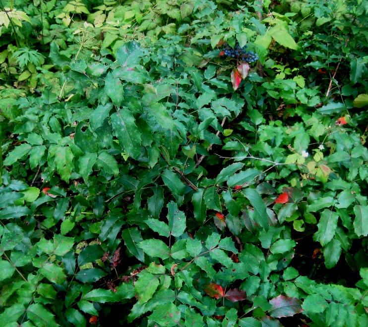 Image of Mahonia repens specimen.