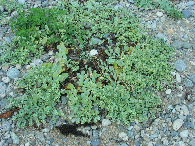 Изображение особи Mertensia maritima.