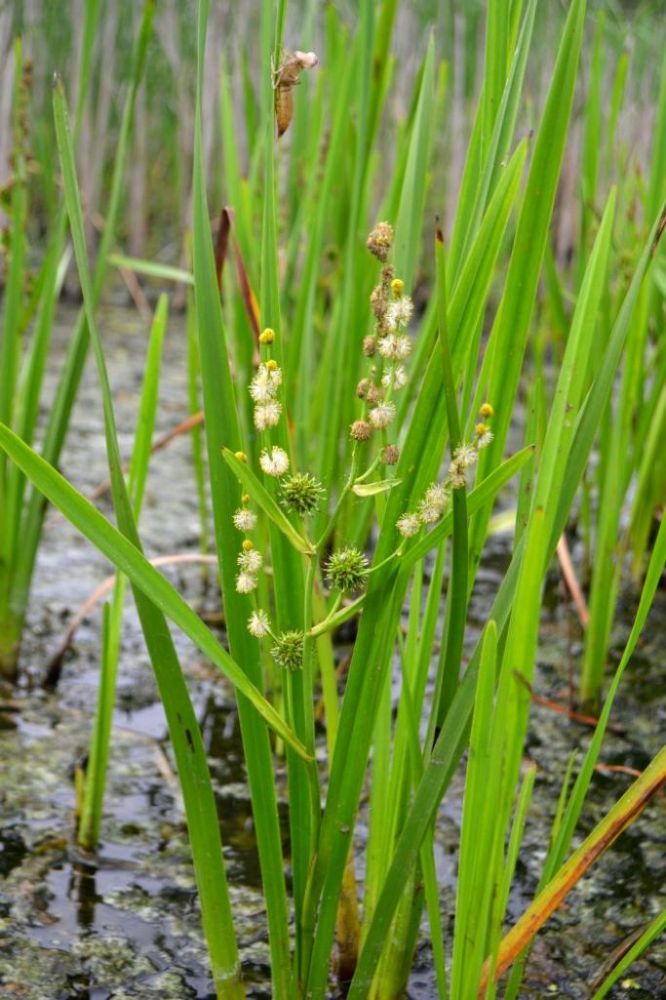 Изображение особи Sparganium erectum.