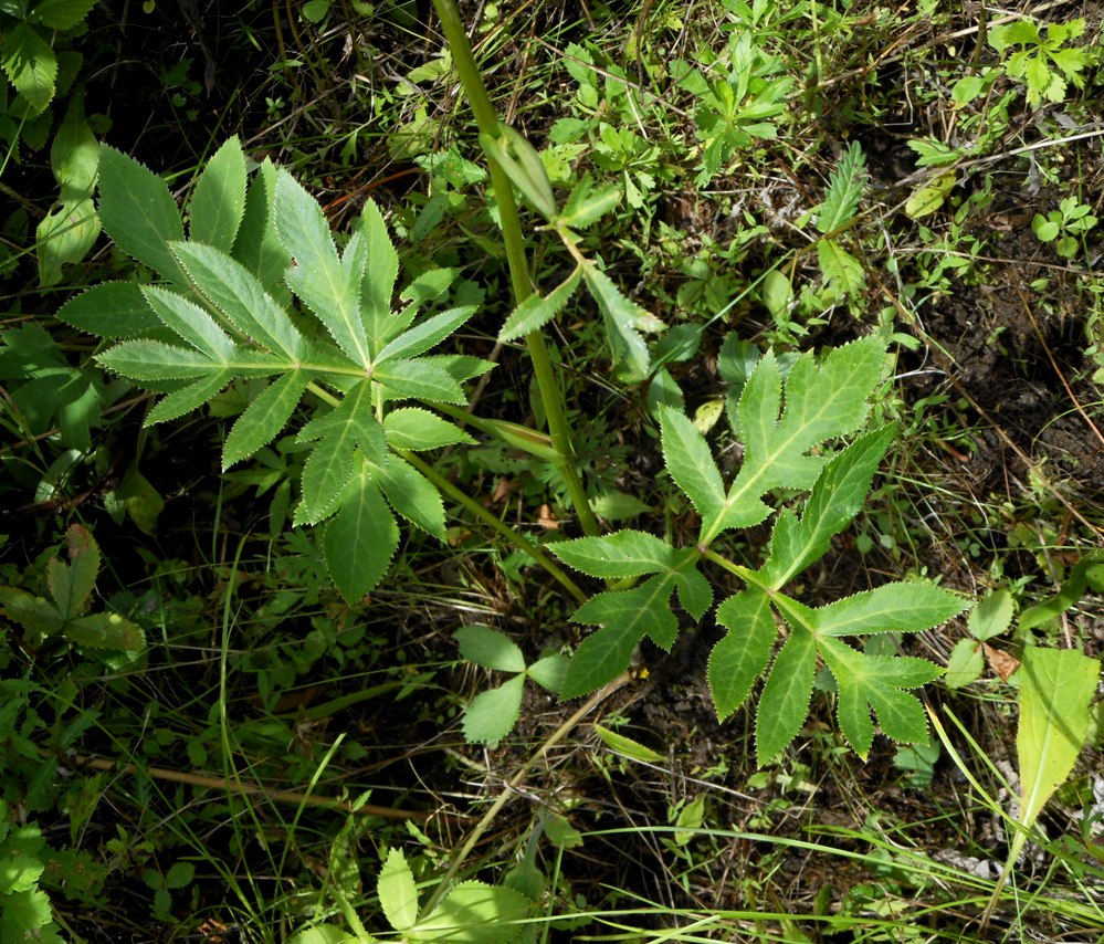 Image of Angelica decursiva specimen.