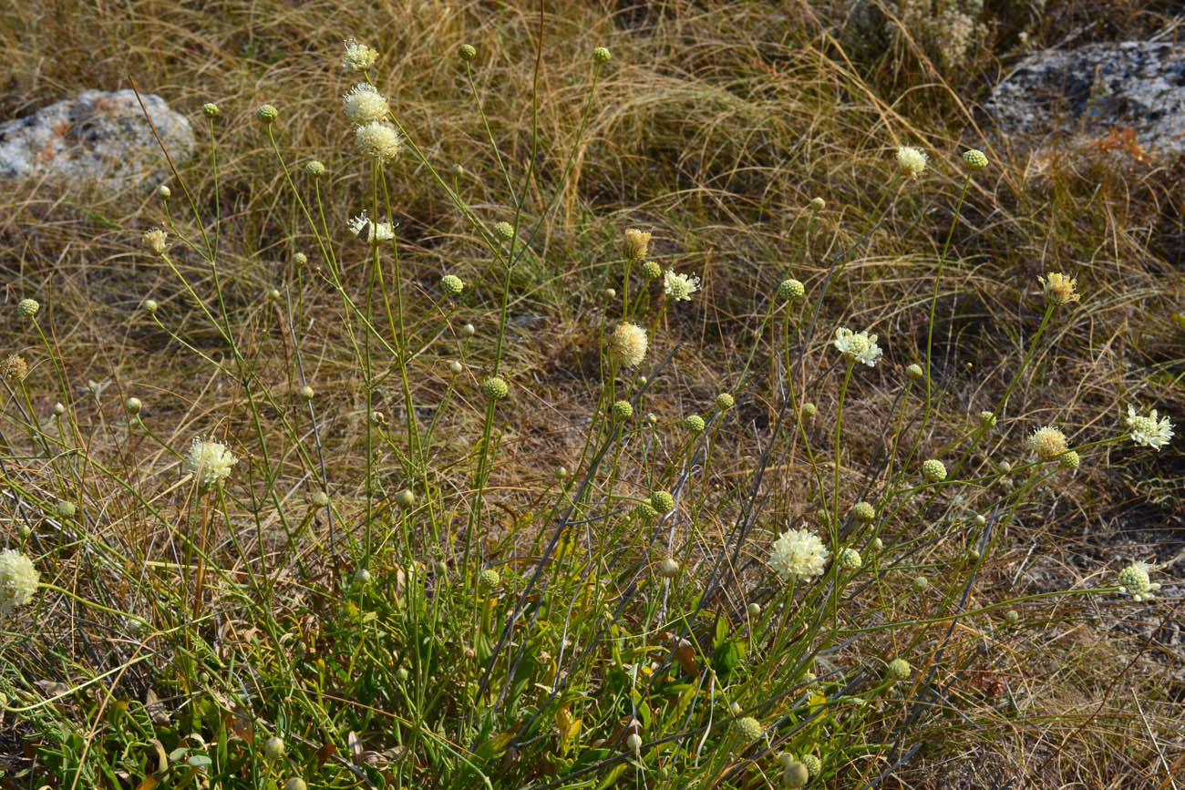 Изображение особи Cephalaria uralensis.