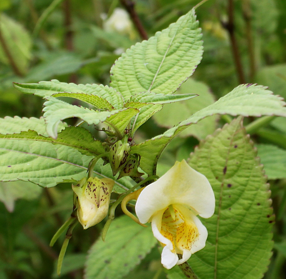 Изображение особи Impatiens scabrida.