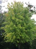 Acer saccharinum. Крона молодого дерева ('Pyramidalis'). Нидерланды, г. Venlo, \"Floriada 2012\". 11.09.2012.