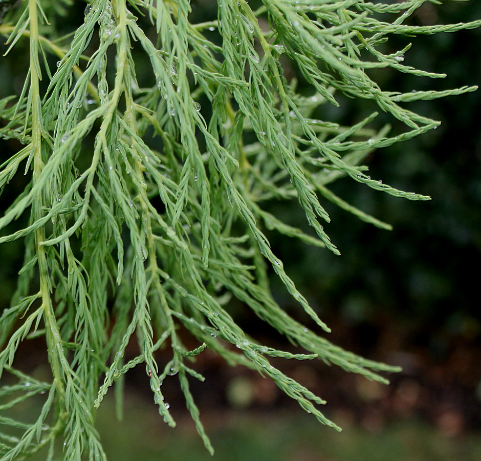 Изображение особи Taxodium distichum var. imbricatum.