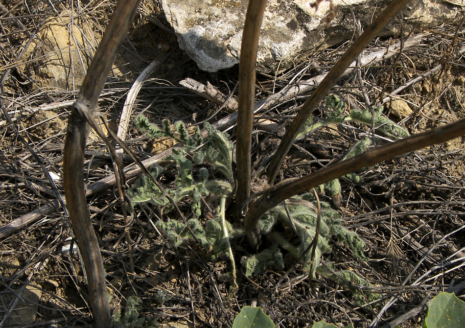 Image of Phlomoides laciniata specimen.