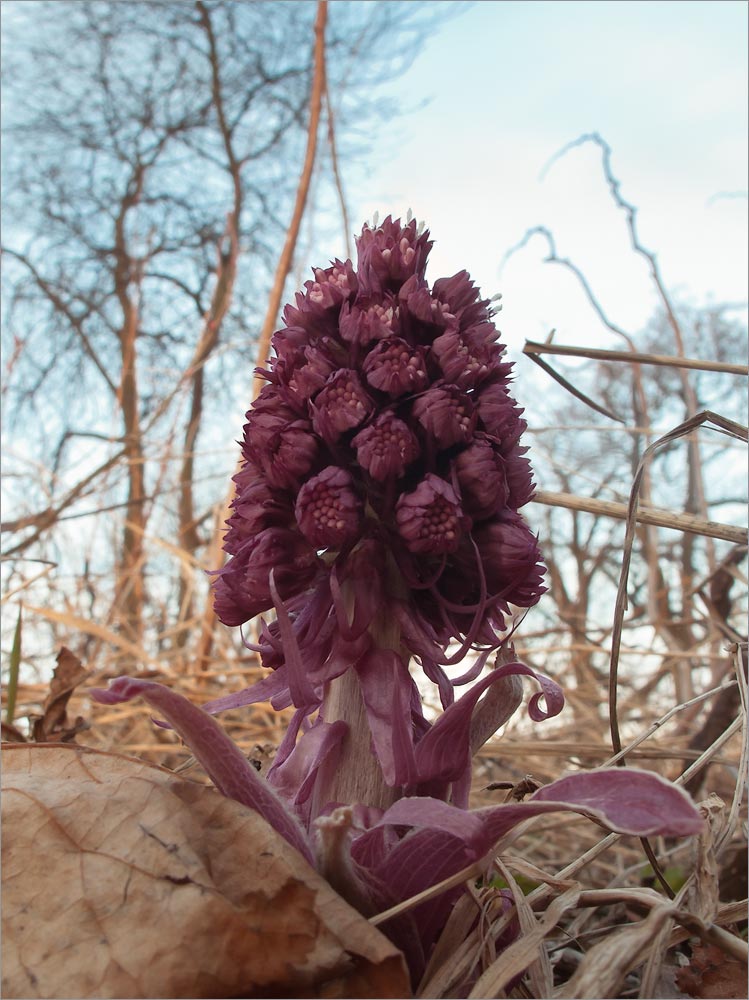 Image of Petasites hybridus specimen.