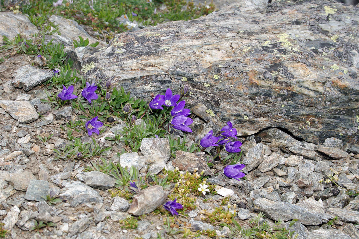 Изображение особи Campanula saxifraga.