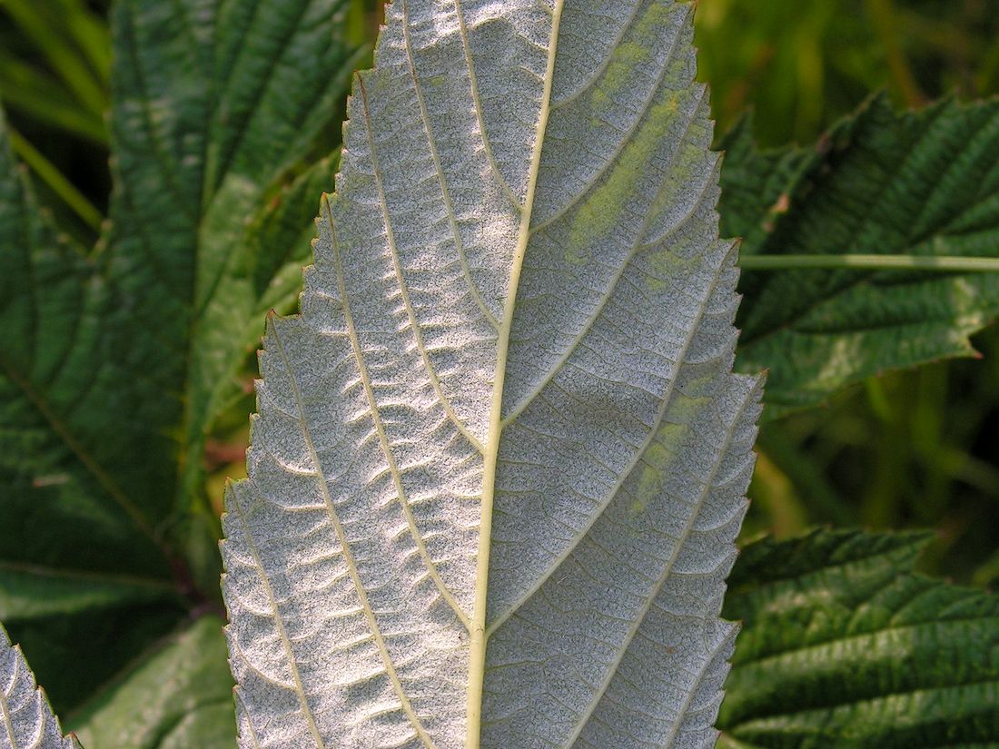Image of Filipendula palmata specimen.
