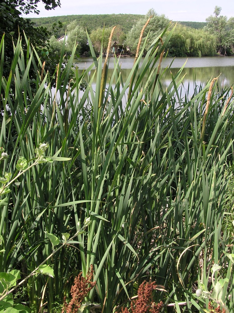 Image of Typha × glauca specimen.