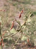 Alhagi sparsifolia. Фрагмент побега с плодами. Киргизия, Чуйская обл., северный склон Киргизского хр. 11 октября 2008 г.
