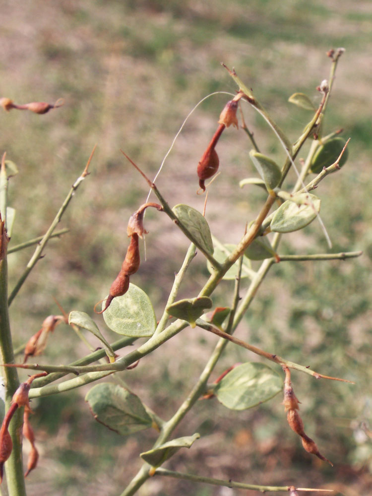 Изображение особи Alhagi sparsifolia.