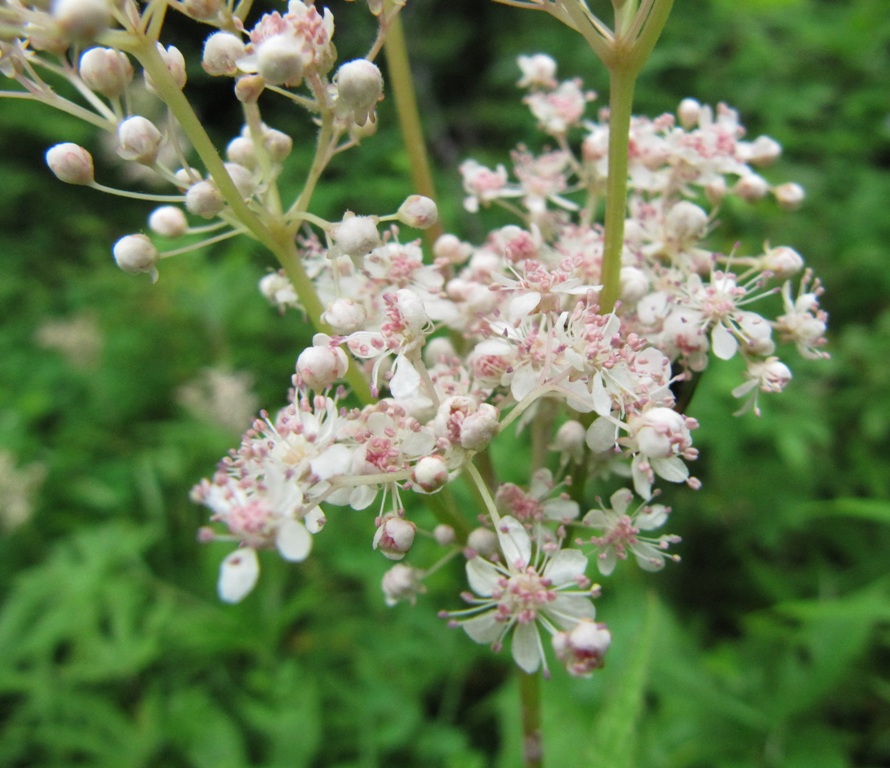 Изображение особи Filipendula palmata.