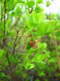 Vaccinium uliginosum