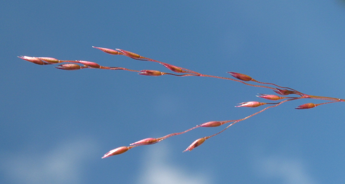 Изображение особи Agrostis clavata.