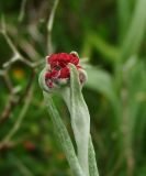 Helichrysum sanguineum