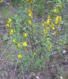 Chamaecytisus borysthenicus