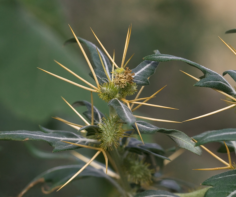 Image of Xanthium spinosum specimen.