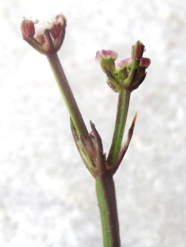 Image of Froriepia subpinnata specimen.