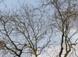 Styphnolobium japonicum. Верхняя часть кроны покоящегося взрослого растения. Германия, г. Кемпен, в озеленении улицы. 28.03.2013.