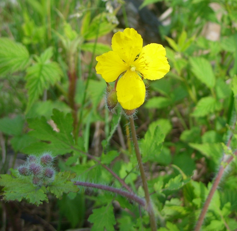 Изображение особи Chelidonium asiaticum.