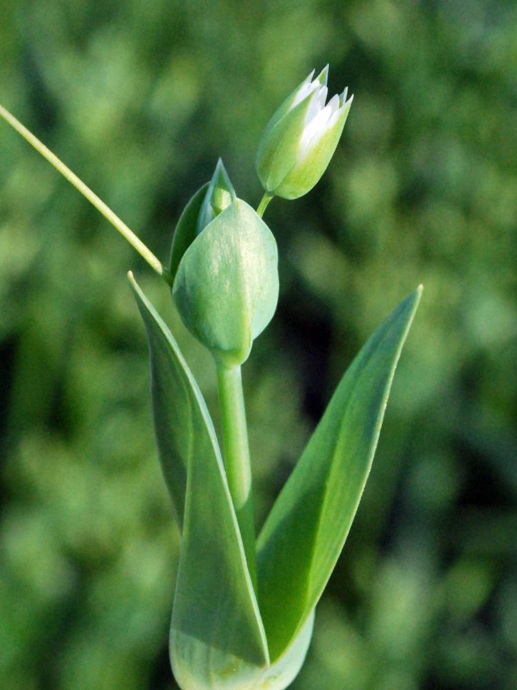 Image of Cerastium perfoliatum specimen.