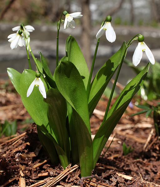 Изображение особи Galanthus platyphyllus.