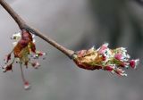 Ulmus laevis. Соцветия. Санкт-Петербург. 3 мая 2009 г.