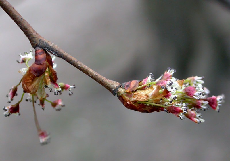 Изображение особи Ulmus laevis.