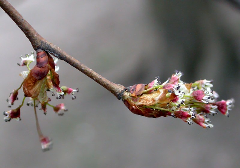 Image of Ulmus laevis specimen.