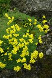 Draba bryoides