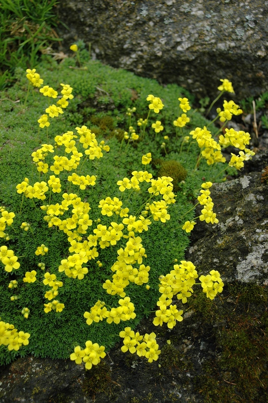 Image of Draba bryoides specimen.