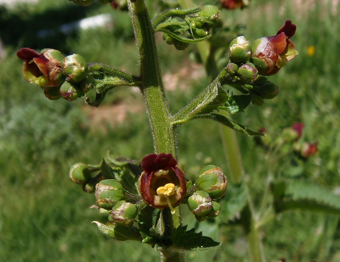 Изображение особи Scrophularia scopolii.