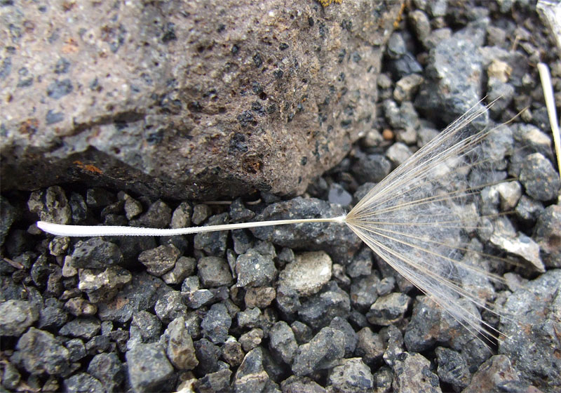 Image of Tragopogon coloratus specimen.