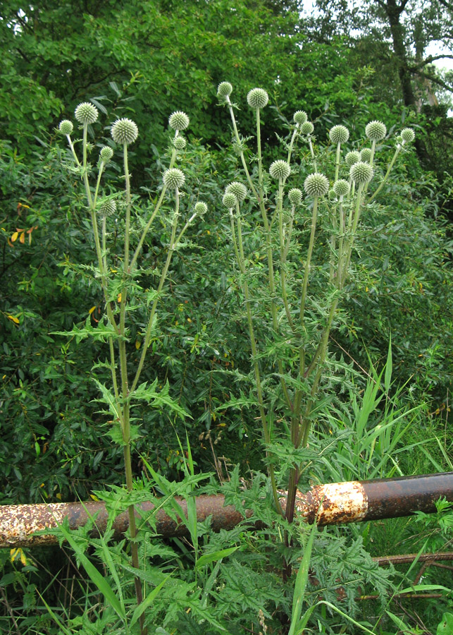 Изображение особи Echinops sphaerocephalus.