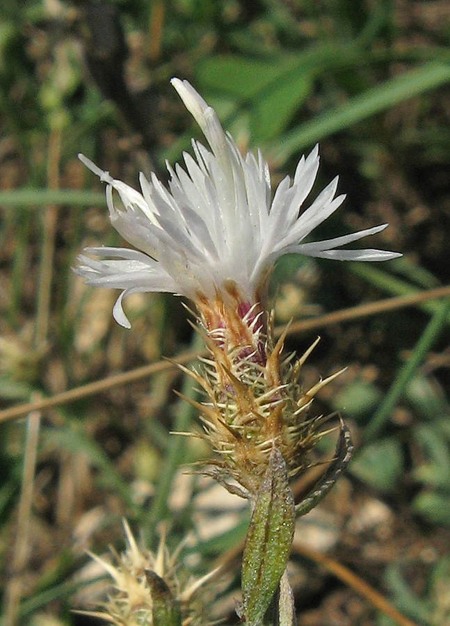 Image of Centaurea diffusa specimen.