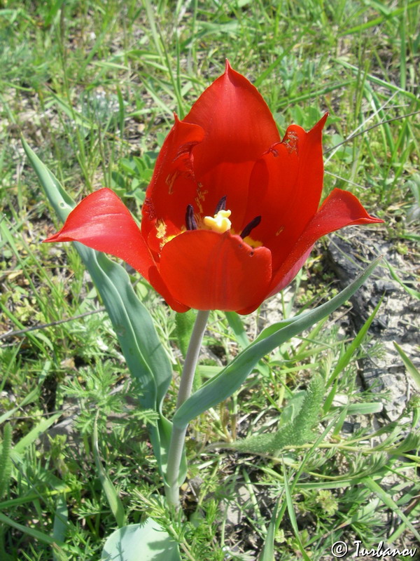 Image of Tulipa suaveolens specimen.