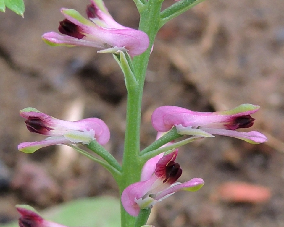 Image of Fumaria officinalis specimen.