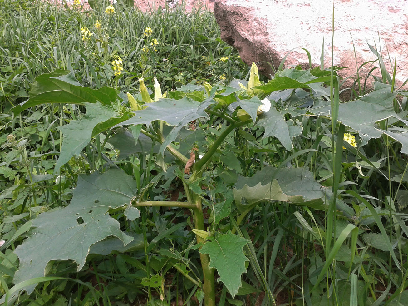 Изображение особи Datura stramonium.