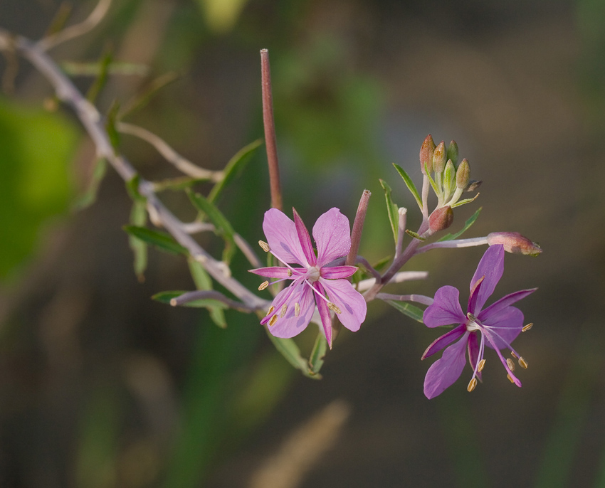 Изображение особи Chamaenerion colchicum.