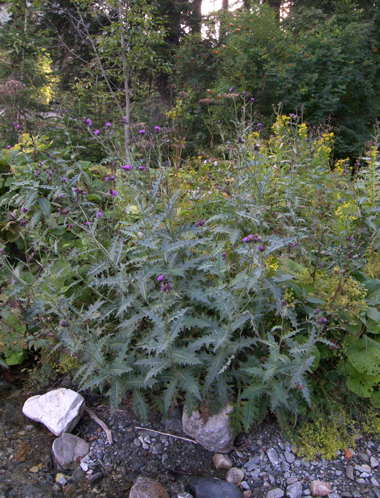 Image of Cirsium uliginosum specimen.