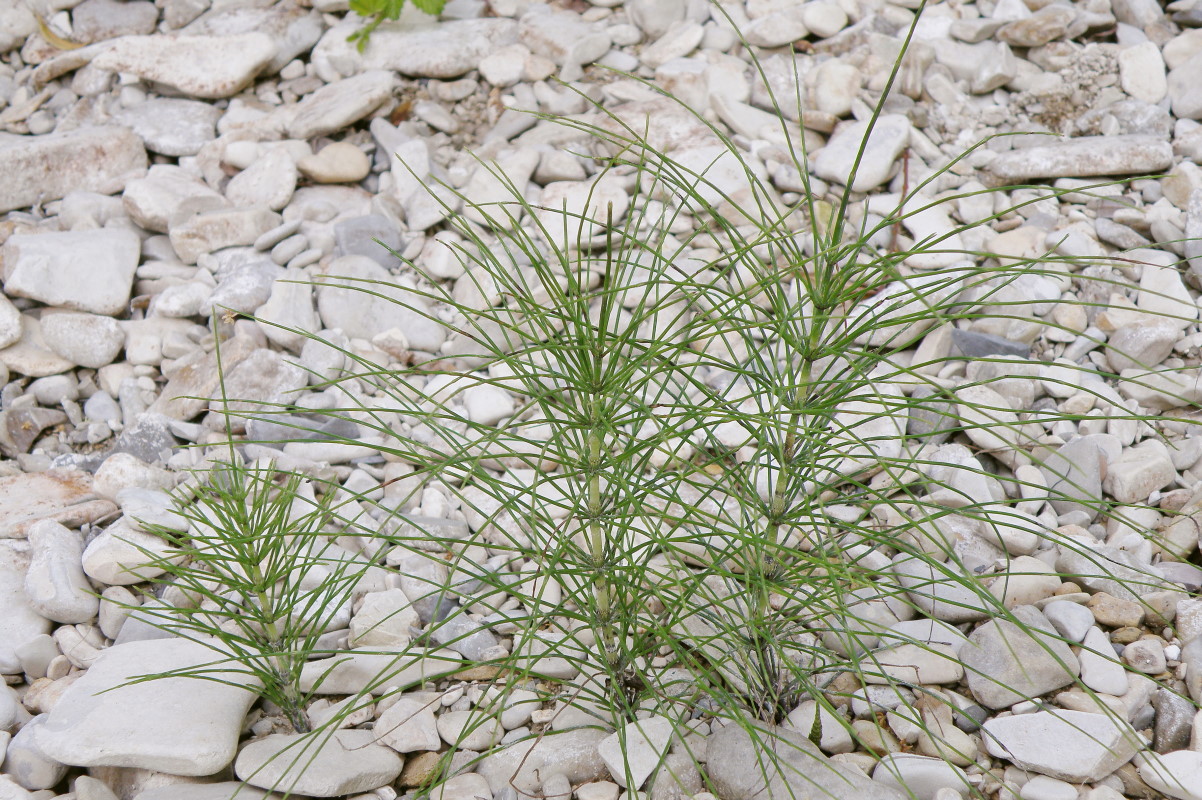 Изображение особи Equisetum telmateia.