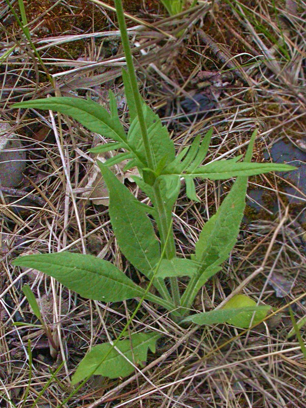 Изображение особи Knautia arvensis.