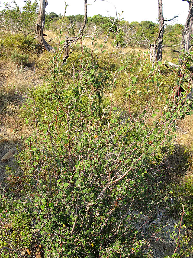 Image of Cotoneaster suavis specimen.