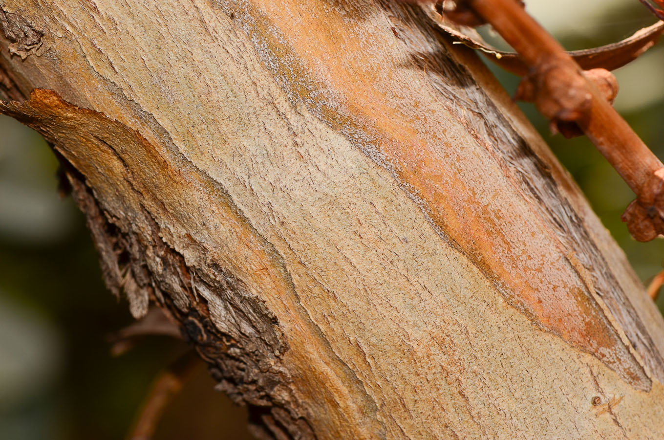 Image of Eucalyptus cinerea specimen.