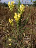 Linaria ruthenica