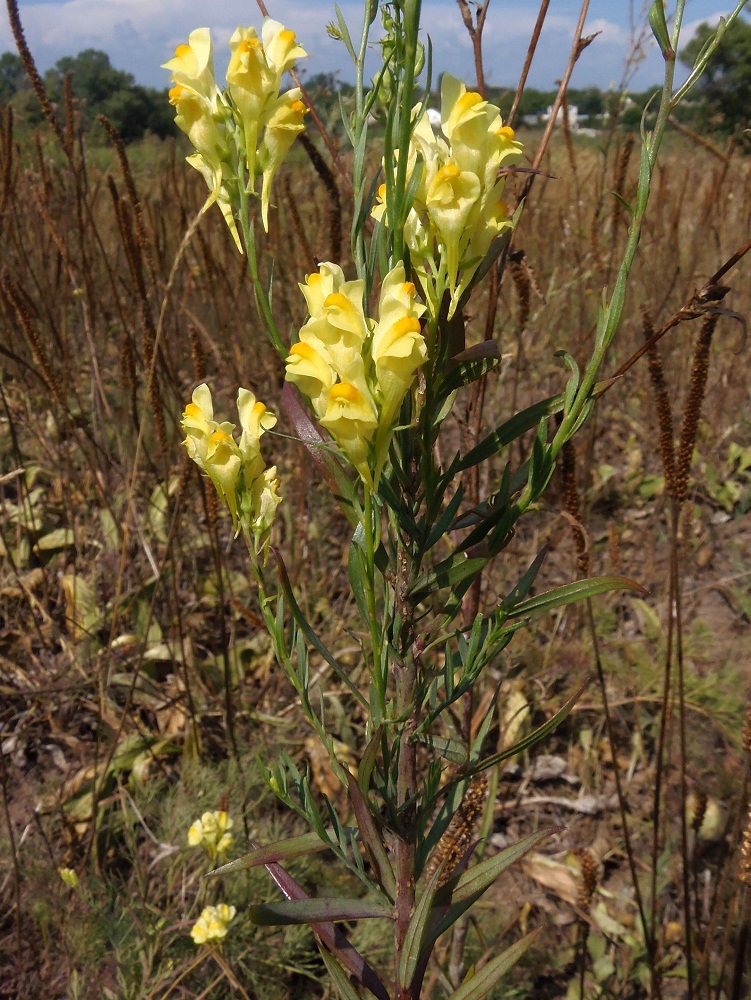 Изображение особи Linaria ruthenica.