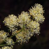 Thalictrum lucidum