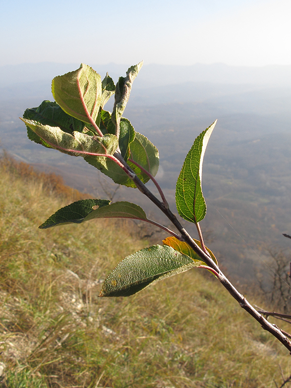 Изображение особи Malus orientalis.