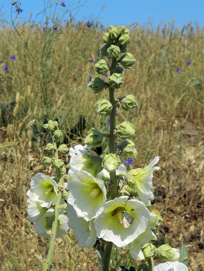 Image of Alcea rugosa specimen.